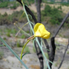 camissonia californica